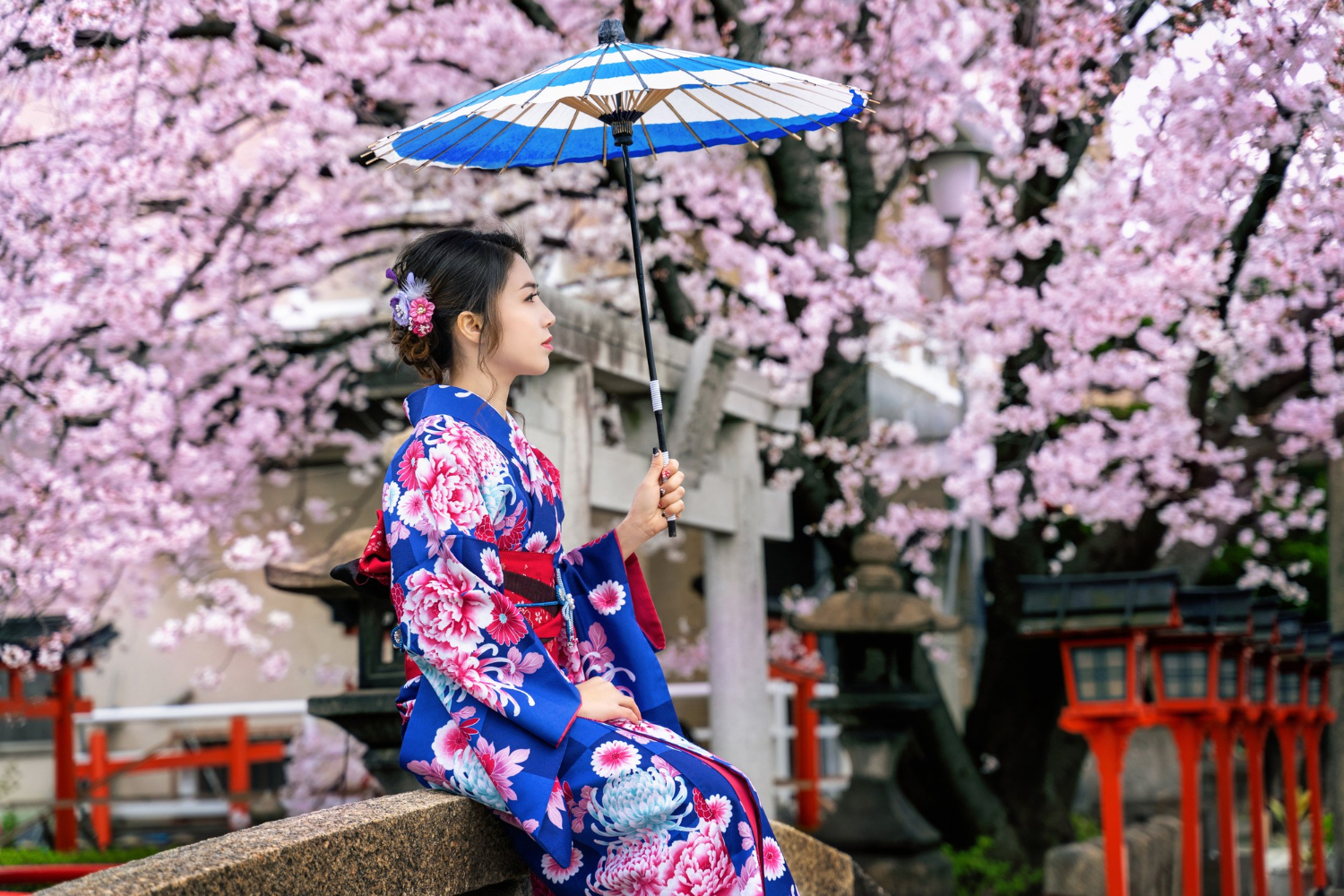 Ciresul japonez si traditii din orient