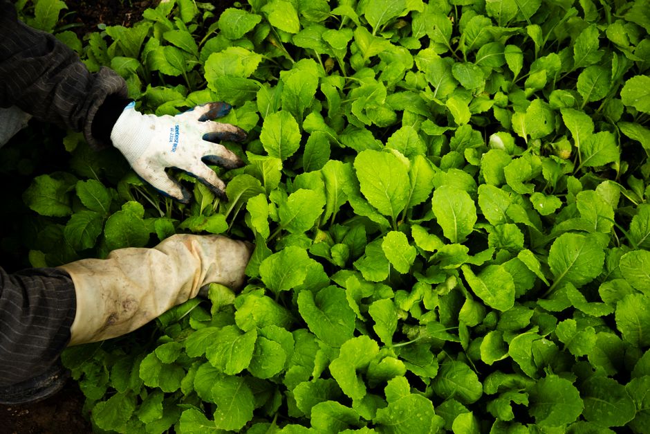 De ce sa-ti cresti propriile legume si plante?