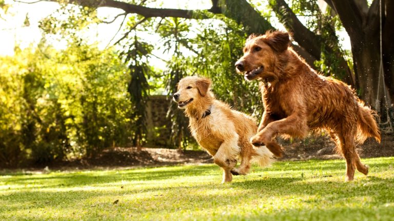 De la Pui la Vârstnici: Adaptarea Zgardei Foresto la Diferite Etape de Viață Ale Câinelui