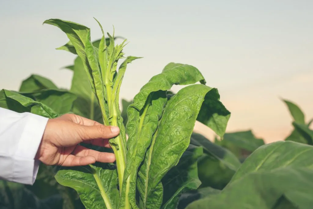 Istoria Cultivării Tutunului: Originea și Evoluția sa Istoria Cultivării Tutunului: Originea și Evoluția sa