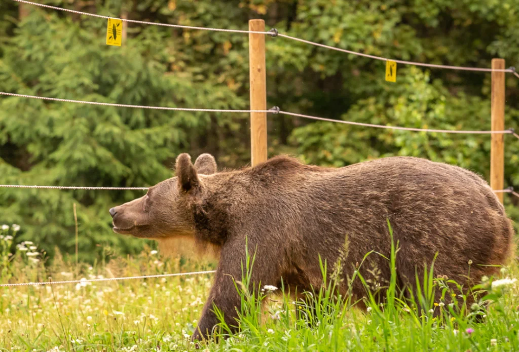 Gard electric pentru animale: cum să alegi firul și accesoriile potrivite Gard electric pentru animale: cum să alegi firul și accesoriile potrivite