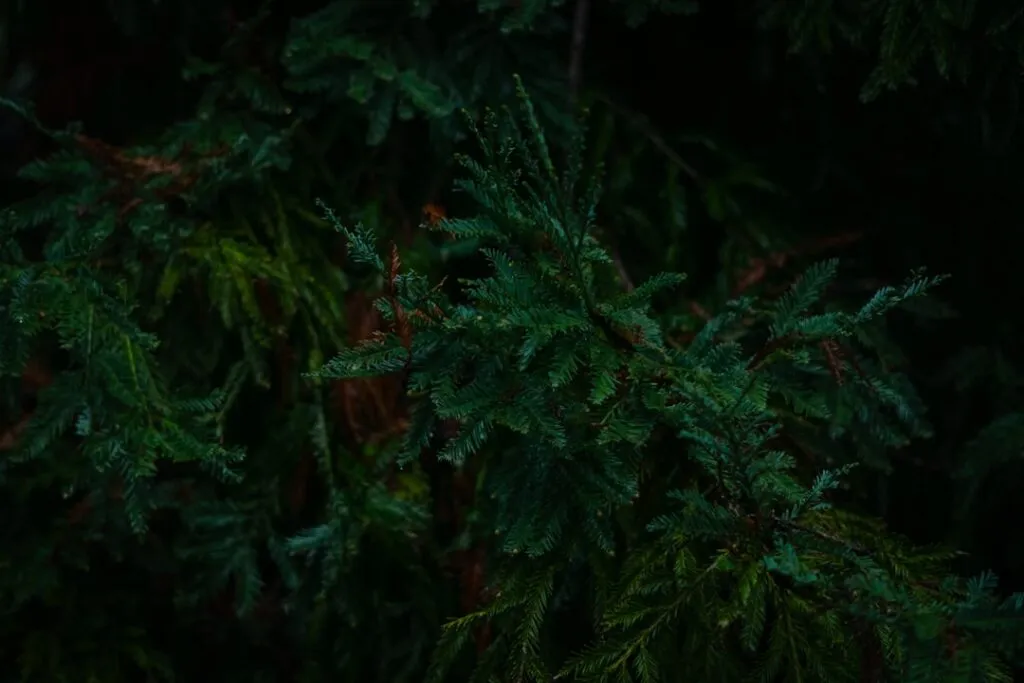 Photo Forest hike