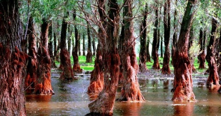 De ce tot mai multi turisti aleg Delta Dunarii pentru vacanta